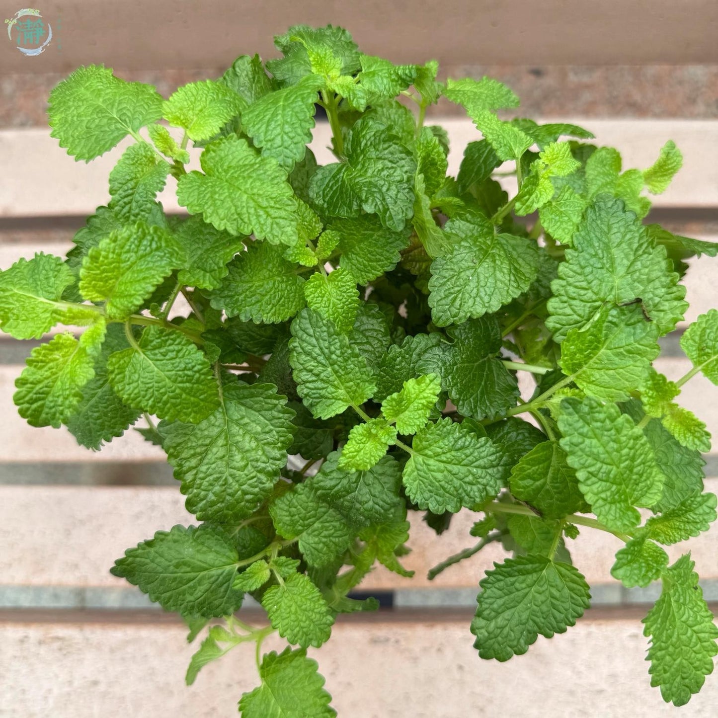 Lemon Mint (लेमन मिन्ट)