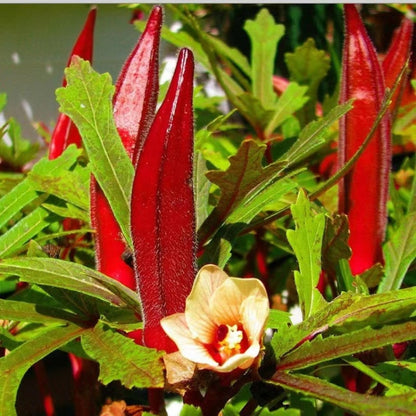 Burgundy Red Lady Finger (रातो भिण्डी)