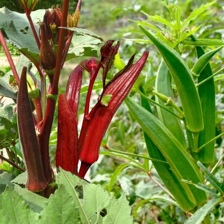 Burgundy Red Lady Finger (रातो भिण्डी)