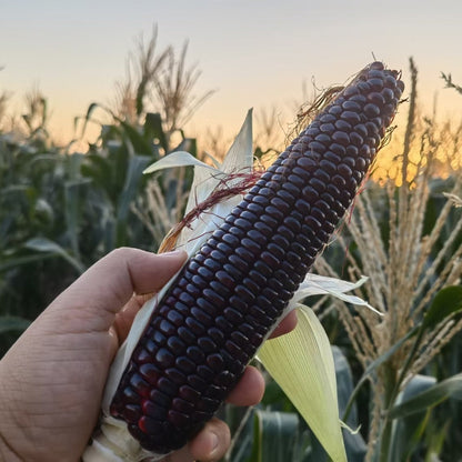 Purple Glutinous Corn (बैंगनी चिप्लो मक्का)