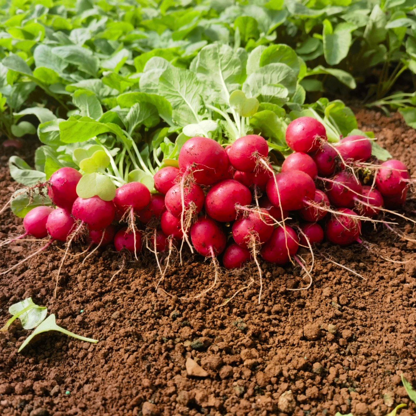 Cherry Radish (चेरी मूला)
