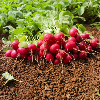 Cherry Radish (चेरी मूला)