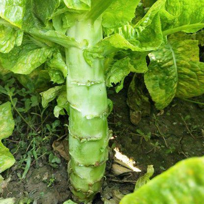 Green Celtuce (हरियो मोटो सलाद)