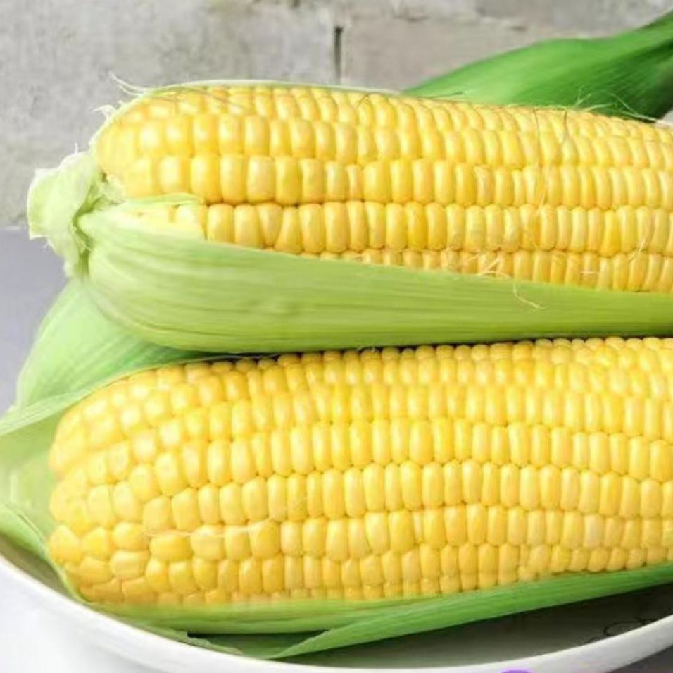Yellow Glutinous Sweet Corn (पहेंलो चिप्लो मक्का)