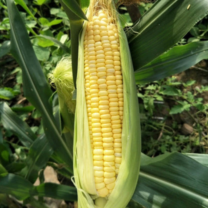 Yellow Glutinous Sweet Corn (पहेंलो चिप्लो मक्का)