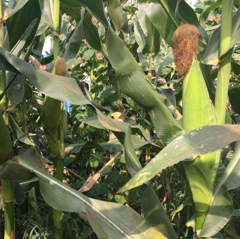 Purple & White Glutinous Corn (बैंगनी सेतो चिप्लो मक्का)
