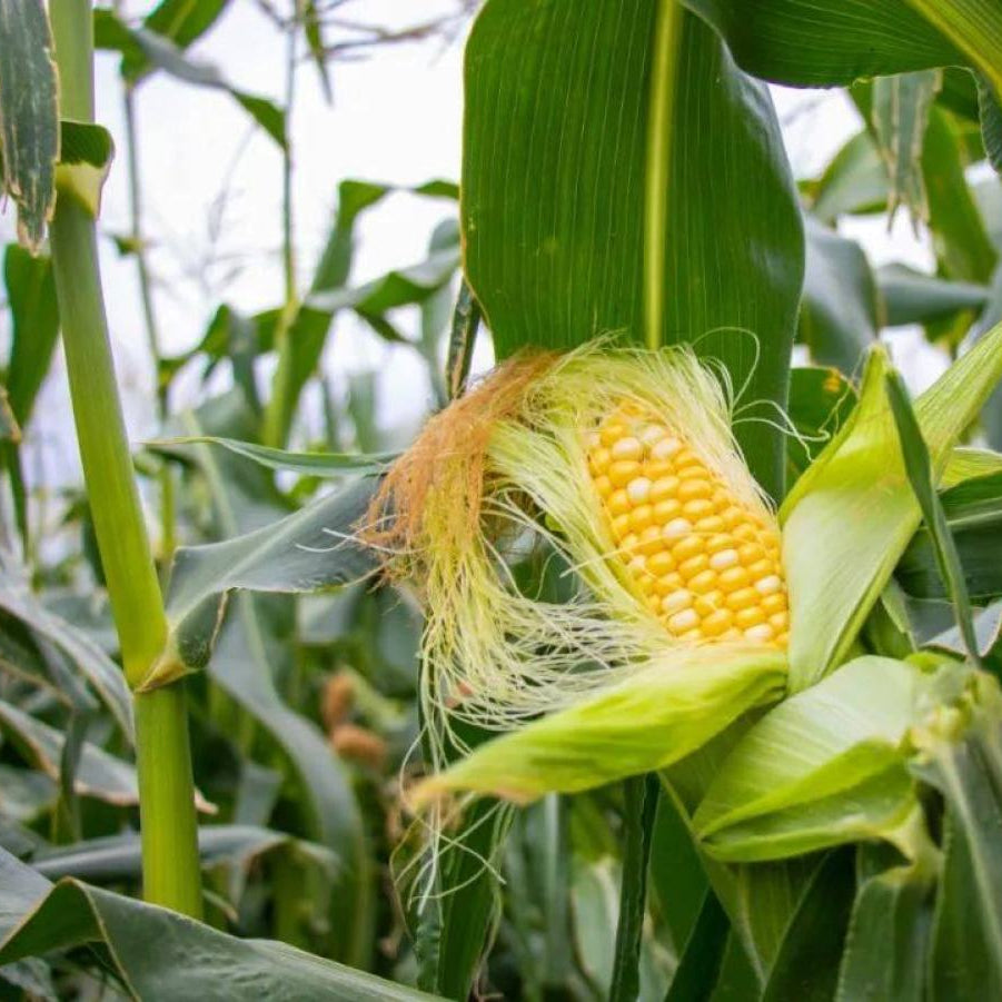 Yellow Glutinous Sweet Corn (पहेंलो चिप्लो मक्का)