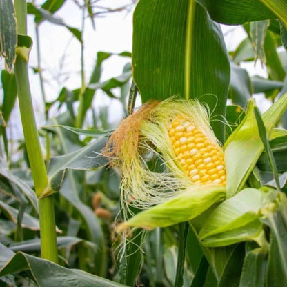 Yellow Glutinous Sweet Corn (पहेंलो चिप्लो मक्का)