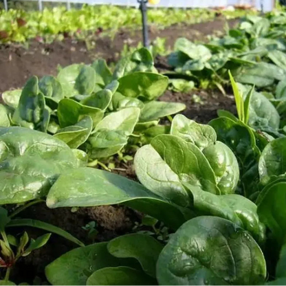 Spinach (पालक)