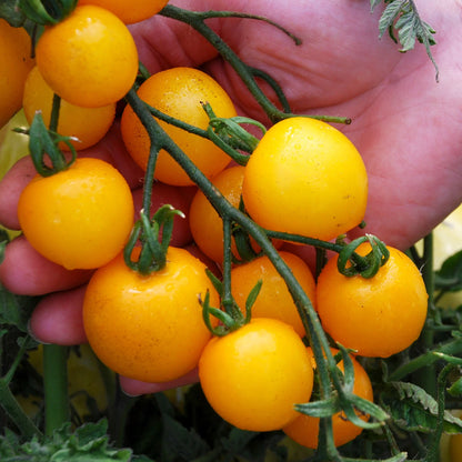 Tumbler Tomato Yellow （टम्बलर टमाटर पहेंलो）