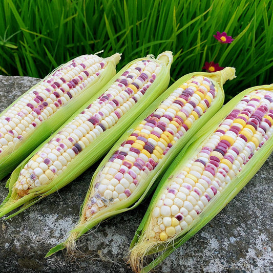 Rainbow Multicolor Glutinous Corn (इन्द्रेणी बहुरङ्गी चिप्लो मक्का)