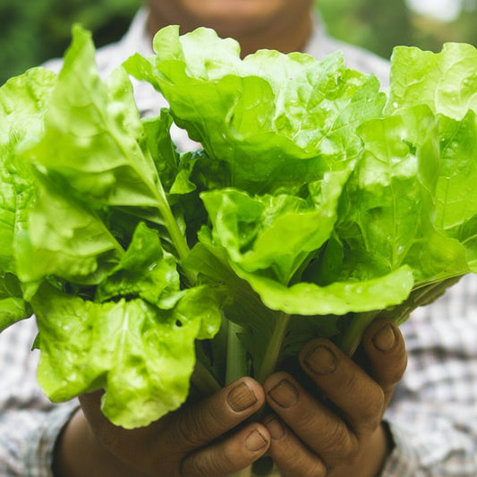 Italian Lettuce (इटालियन लेट्युस)