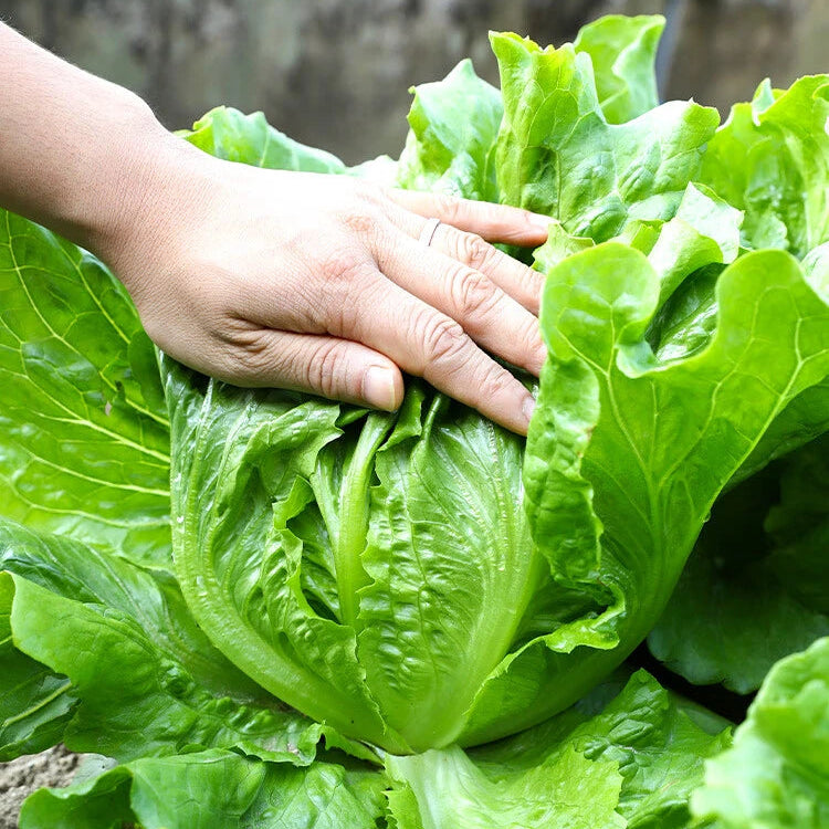Italian Lettuce (इटालियन लेट्युस)
