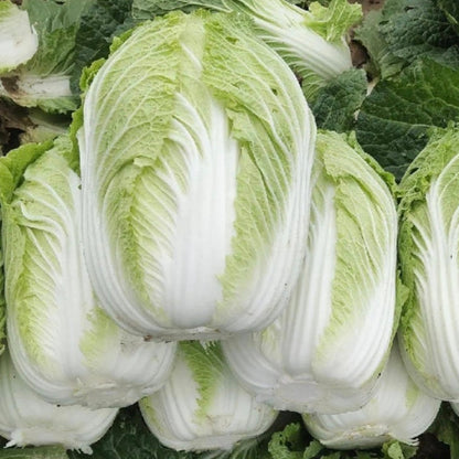 Napa Cabbage (बांदाकोबी)