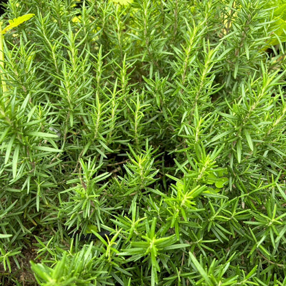 Rosemary (रोजमेरी)