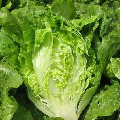 Italian Lettuce (इटालियन लेट्युस)