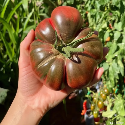 Vicente Large Purple Tomato (भिसेन्टे ठूलो बैजनी टमाटर)