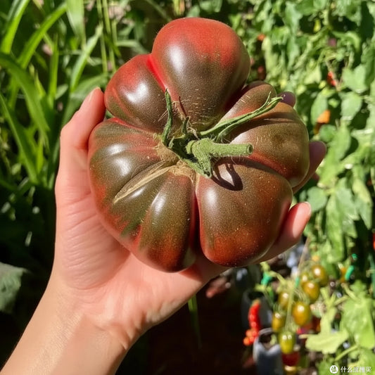 Vicente Large Purple Tomato (भिसेन्टे ठूलो बैजनी टमाटर)