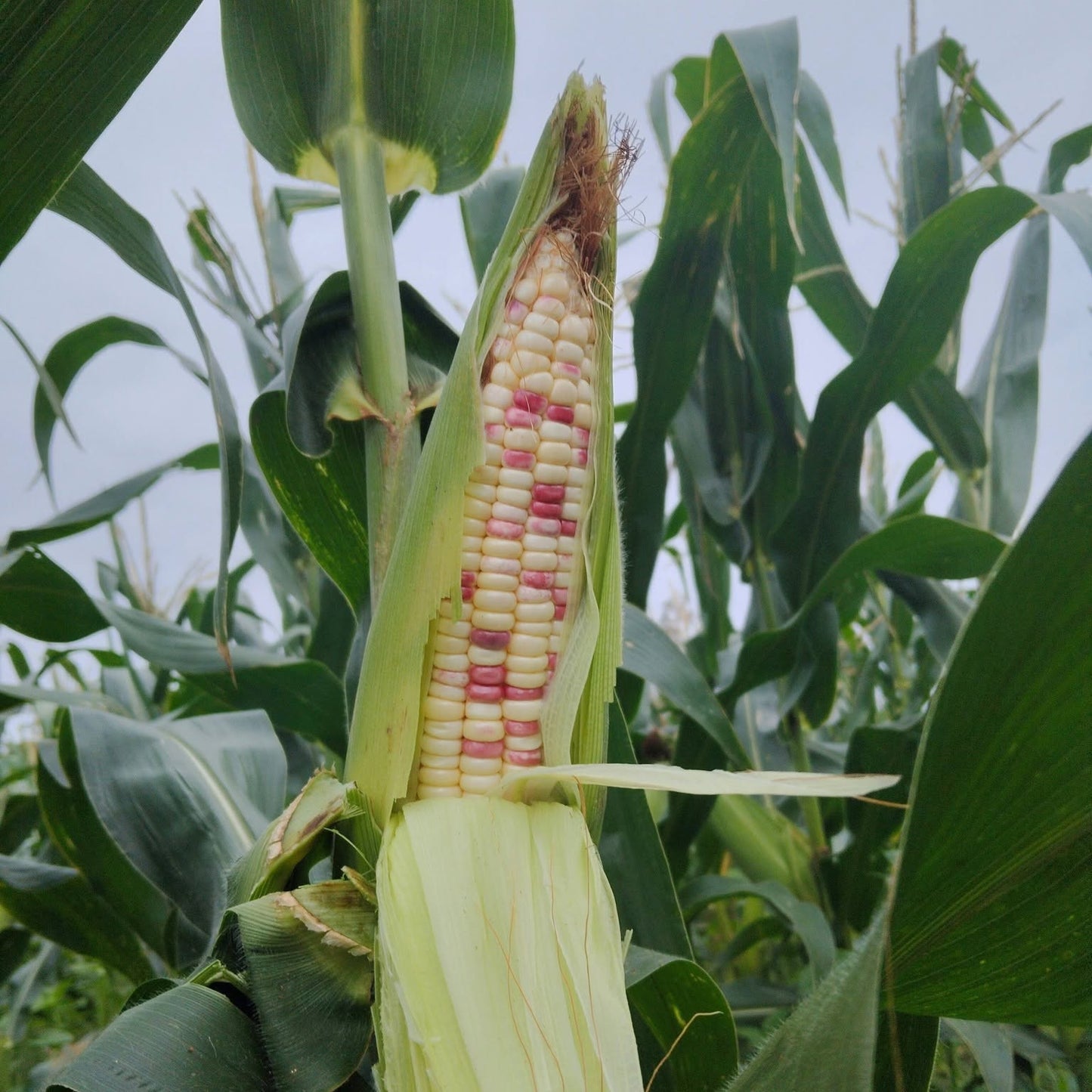Purple & White Glutinous Corn (बैंगनी सेतो चिप्लो मक्का)