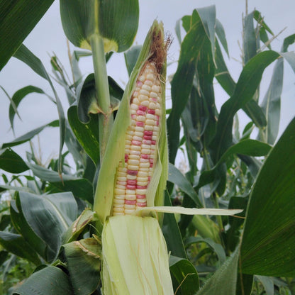 Purple & White Glutinous Corn (बैंगनी सेतो चिप्लो मक्का)
