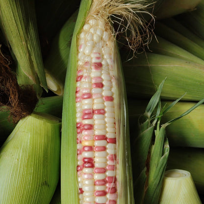 Purple & White Glutinous Corn (बैंगनी सेतो चिप्लो मक्का)