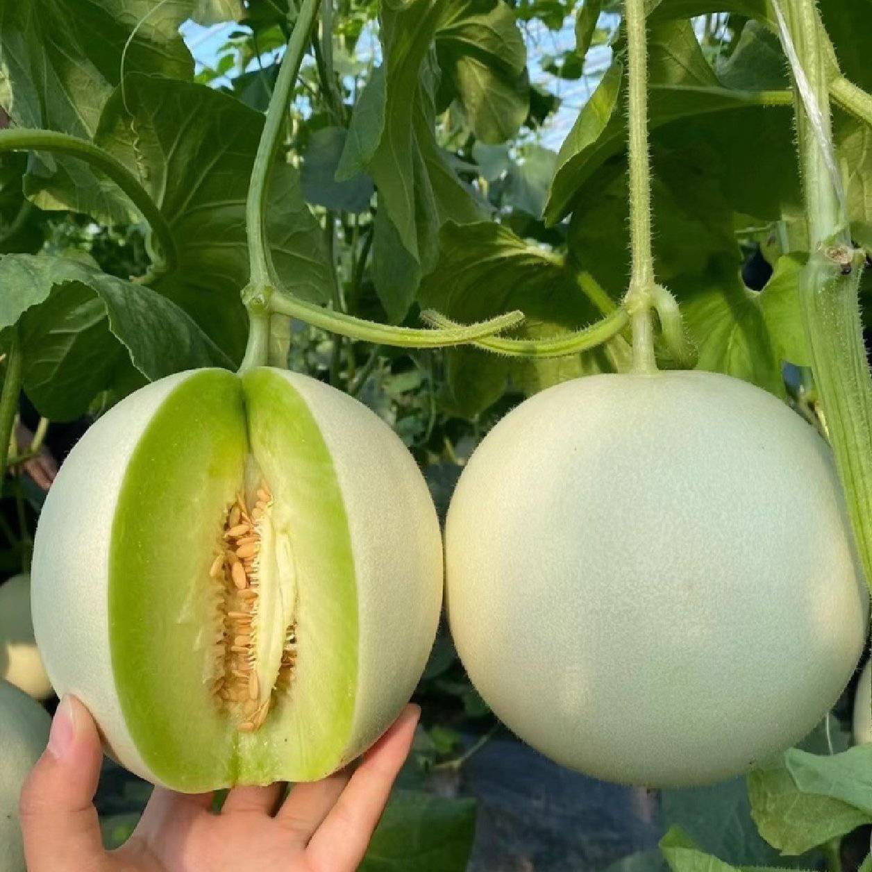 Saimi Sweet Melon (साइमी गुलियो खरबुजा)