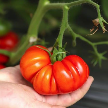 Marmande Tomato - Golbheda (गोलभेडा)