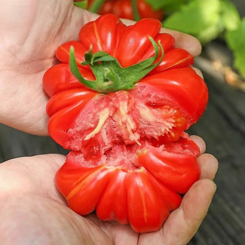 Marmande Tomato - Golbheda (गोलभेडा)