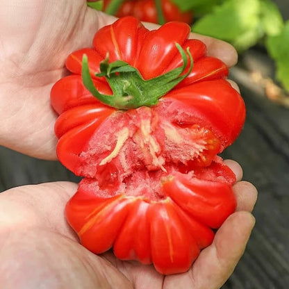Marmande Tomato - Golbheda (गोलभेडा)