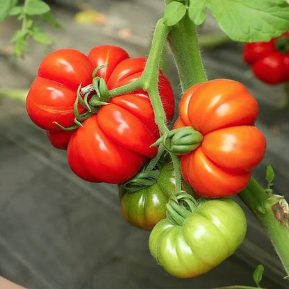Marmande Tomato - Golbheda (गोलभेडा)