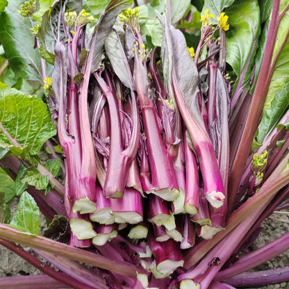 Red Choy Sum (रातो चोय सम)