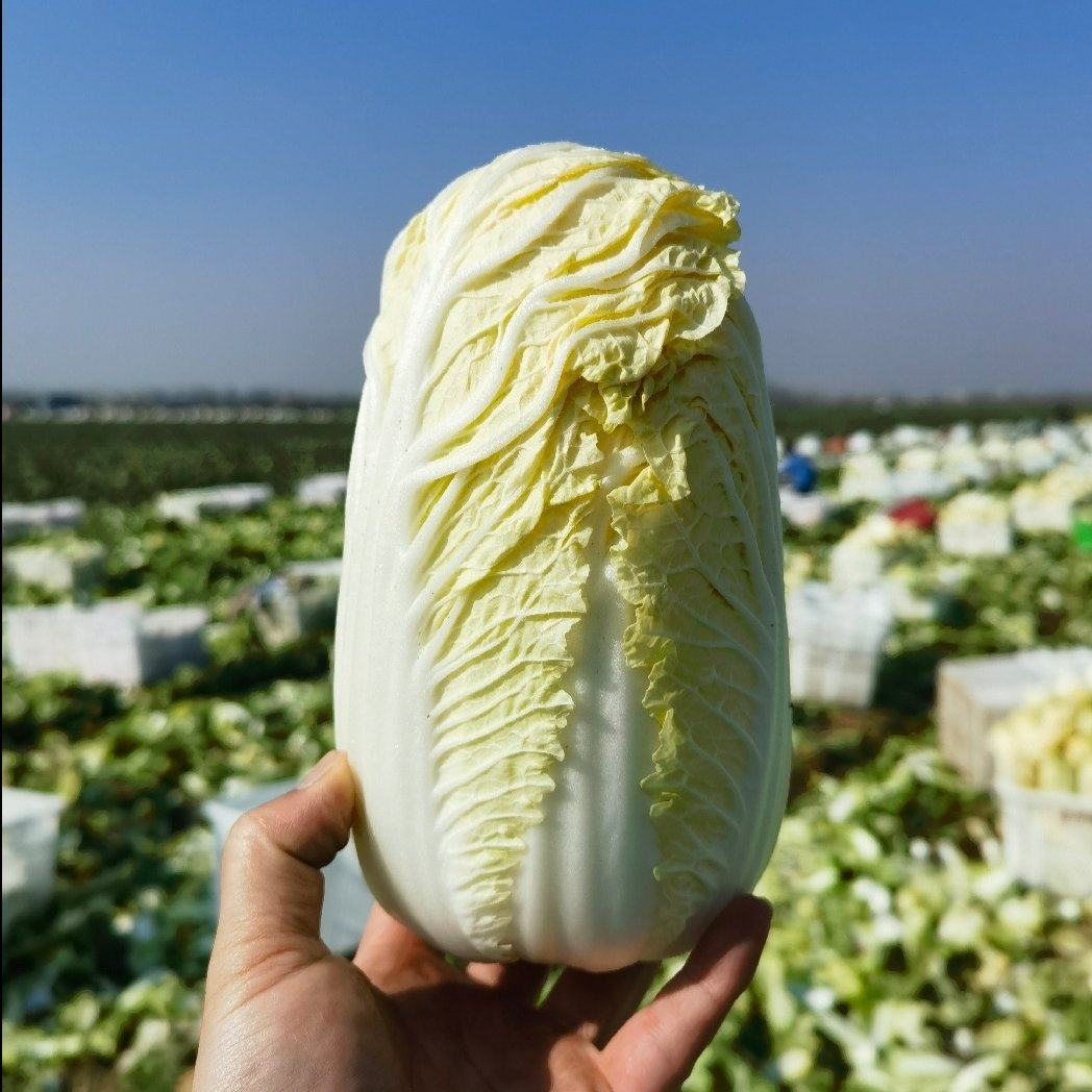 Baby Cabbage (बेबी कोबी)