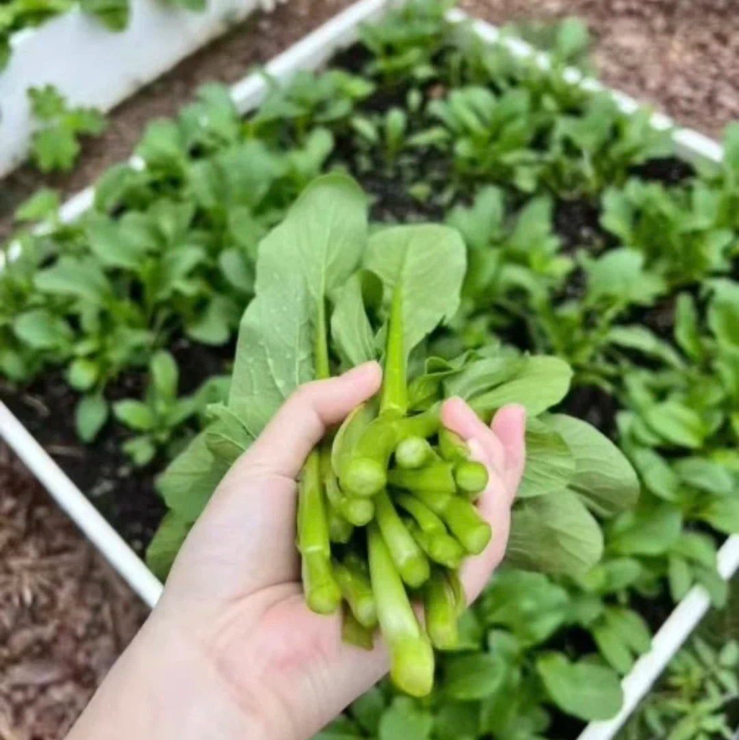 Choy Sum / Chinese Flowering Cabbage (चोय सम)