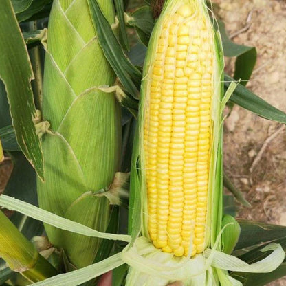 Yellow Glutinous Sweet Corn (पहेंलो चिप्लो मक्का)