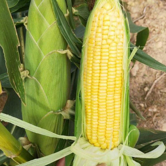 Yellow Glutinous Sweet Corn (पहेंलो चिप्लो मक्का)