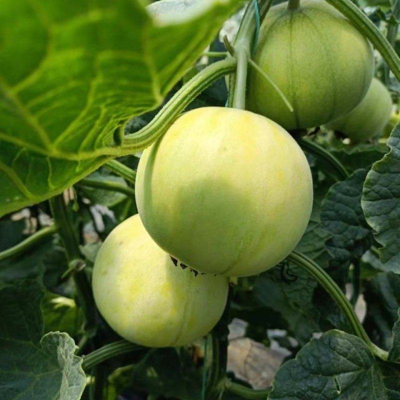 Saimi Sweet Melon (साइमी गुलियो खरबुजा)