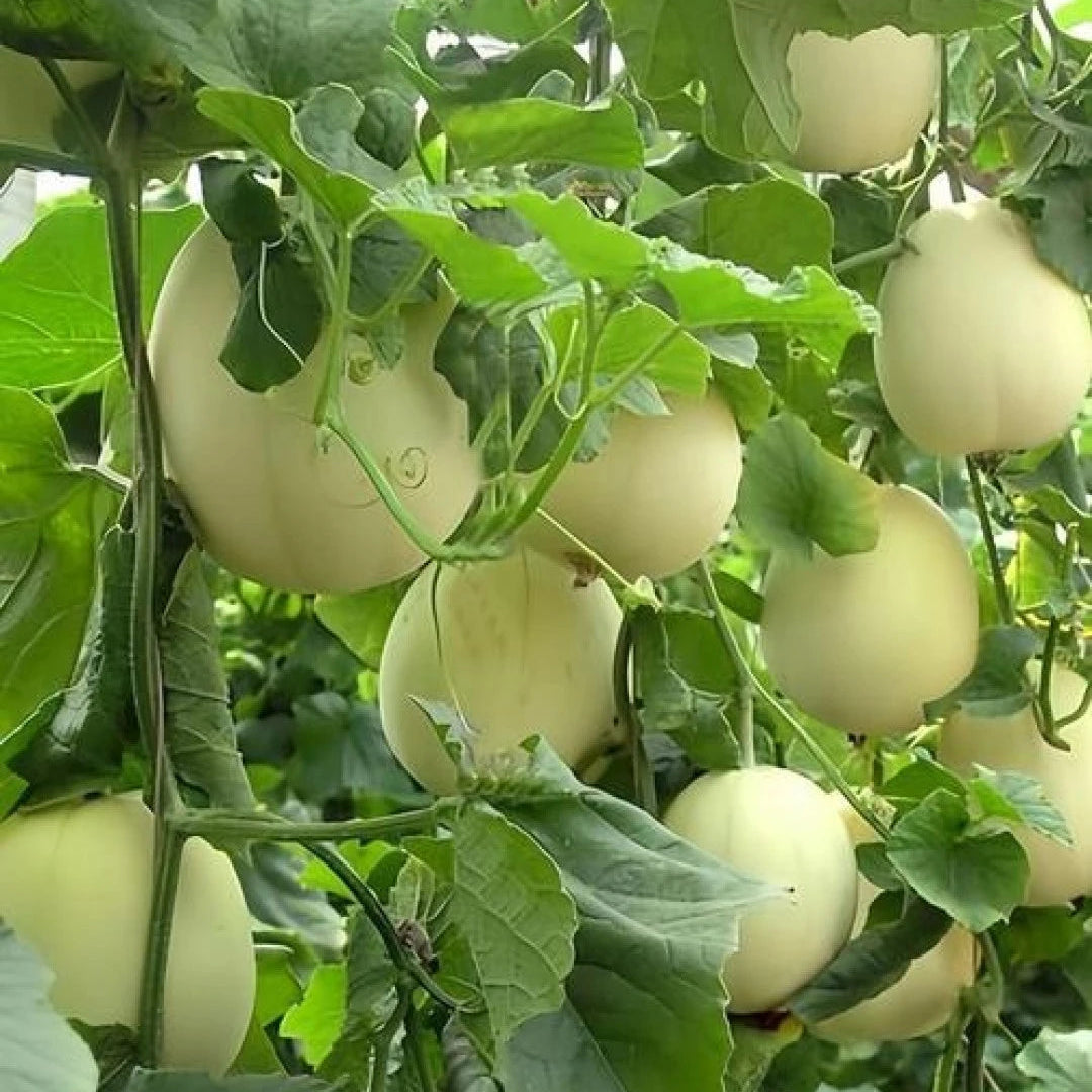 White Sugar Jar Honeydew Melon (सेतो चिनी खरबुजा)
