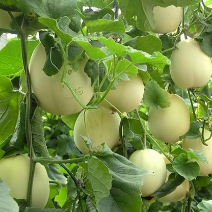 White Sugar Jar Honeydew Melon (सेतो चिनी खरबुजा)
