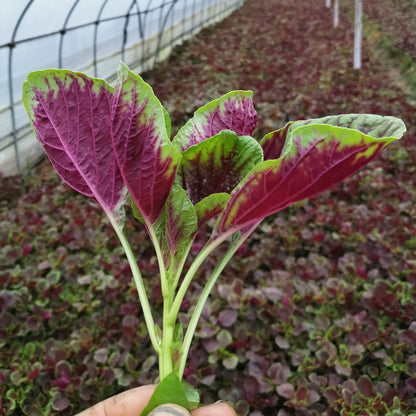 Red Amaranth - Lal Saag (लाल साग)