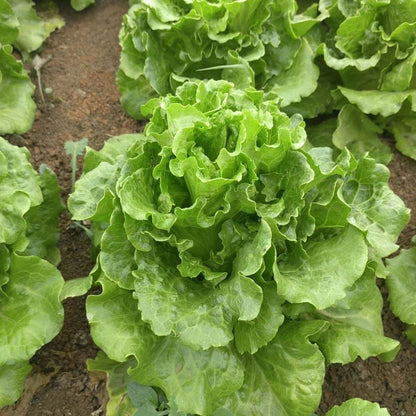 Fast-Growing Lettuce (द्रुत उम्रने साग)