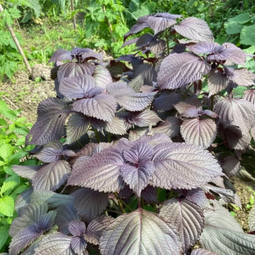 Perilla - Purple Shiso (पेरिला)