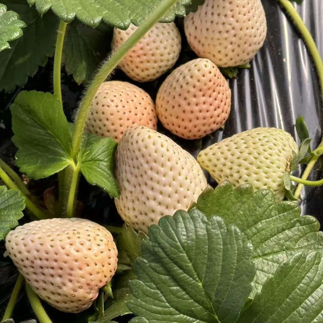 White Cream Strawberry (सेतो क्रिम स्ट्रबेरी)