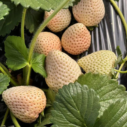 White Cream Strawberry (सेतो क्रिम स्ट्रबेरी)