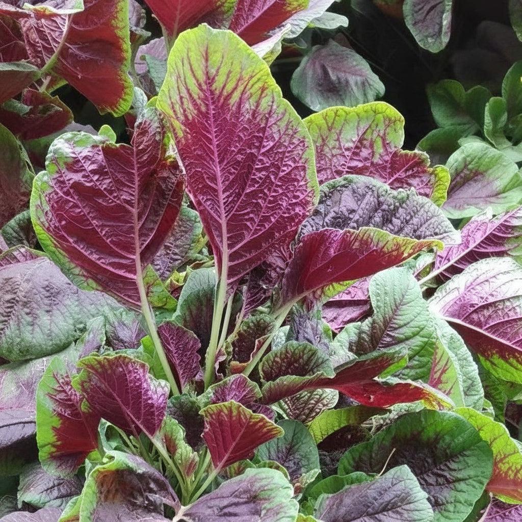 Red Amaranth - Lal Saag (लाल साग)