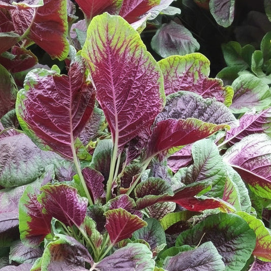 Red Amaranth - Lal Saag (लाल साग)