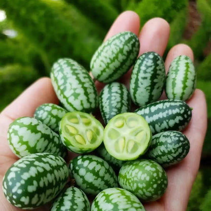Cucamelon - Thumb Watermelon (अङ्गुठे तरबूज)