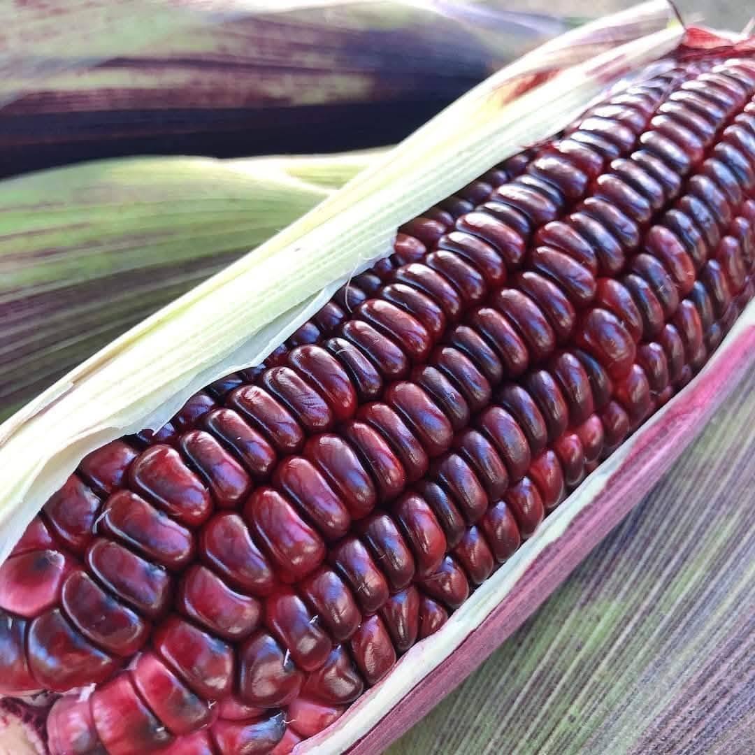 Purple Glutinous Corn (बैंगनी चिप्लो मक्का)
