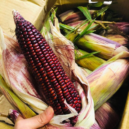 Purple Glutinous Corn (बैंगनी चिप्लो मक्का)
