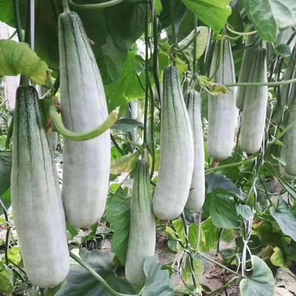 Horn Crispy Sweet Melon (सिङ्गाने करारा गुलियो खरबुजा)