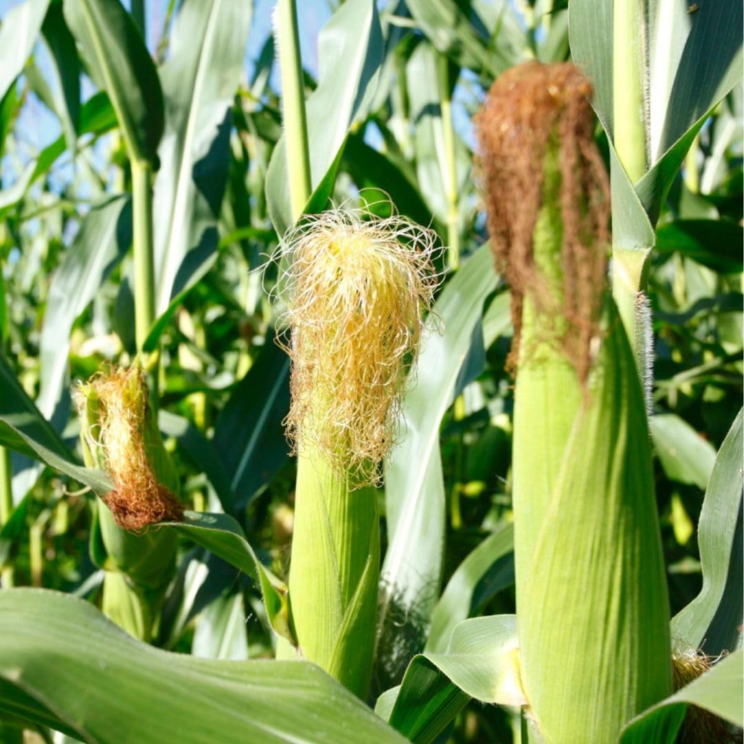 Gold & Silver Bicolor Sweet Corn (सुनचाँदी द्विरङ्गी मिठो मक्का)